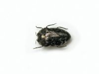 Trachys minutus minutus