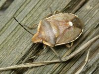 Chlorochroa pinicola