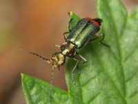 Malachius bipustulatus