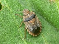 Sciocoris distinctus