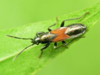 Pterotmetus staphyliniformis