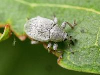 Sibinia (Sibinia) unicolor