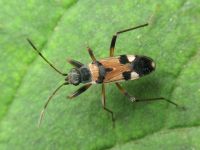 Beosus quadripunctatus