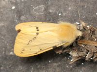 Spilosoma lutea