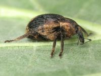 Brachypera taurica