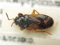 Megalonotus praetextatus