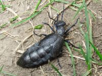 Meloe proscarabaeus