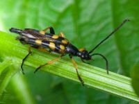 Strangalia attenuata