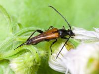 Cerambycidae