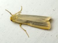 Lepidoptera