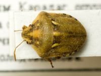 Derula flavoguttata