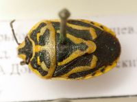 Eurydema (Horvatheurydema) fieberi