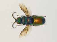 Chrysis chrysoprasina