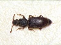 Monotoma brevicollis