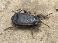 Pyrrhocoris marginatus