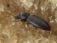 Telmatophilus typhae