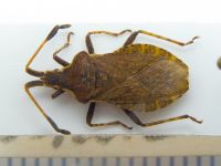 Enoplops disciger
