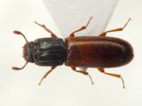Aulonium ruficorne