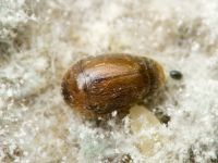 Sericoderus lateralis