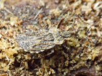 Aradus betulae