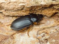 Anisodactylus (Anisodactylus) nemorivagus
