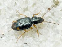 Bembidion (Philochthus) inoptatum