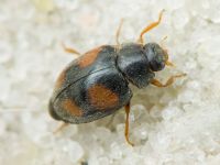 Scymnus frontalis