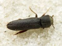 Melasis buprestoides