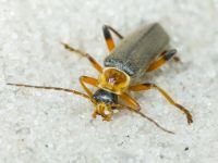 Cantharis nigricans