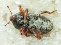 Tychius quinquepunctatus