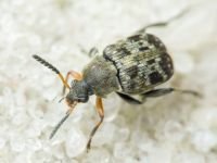 Bruchus affinis
