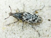 Cyphocleonus dealbatus