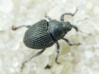 Zacladus geranii