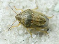 Neottiglossa leporina