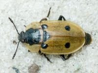 Dendroxena quadrimaculata