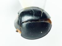 Coccinellidae
