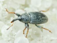 Tychius picirostris