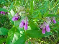 Symphytum officinale