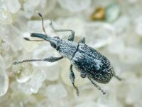 Squamapion elongatum