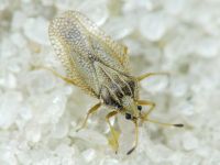 Elasmotropis testacea
