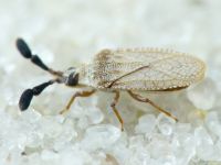 Copium teucrii