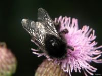 Bombus lapidarius