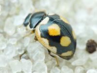 Coccinula sinuatomarginata