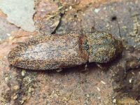 Lacon (Lacon) lepidopterus