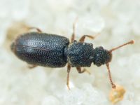 Monotoma brevicollis