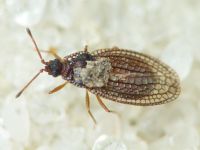 Campylosteira verna