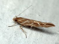 Pyroderces argyrogrammos