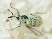 Sibinia (Sibinia) unicolor