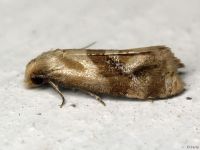 Phalonidia contractana