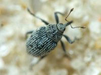 Curculionidae